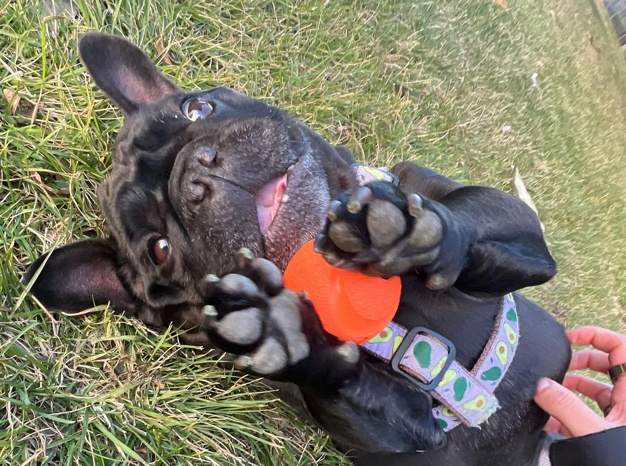 French Bulldog Holding Ball