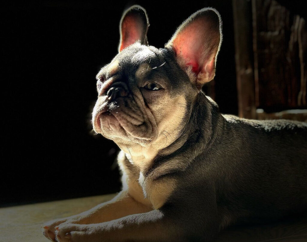 Can French Bulldogs See in the Dark