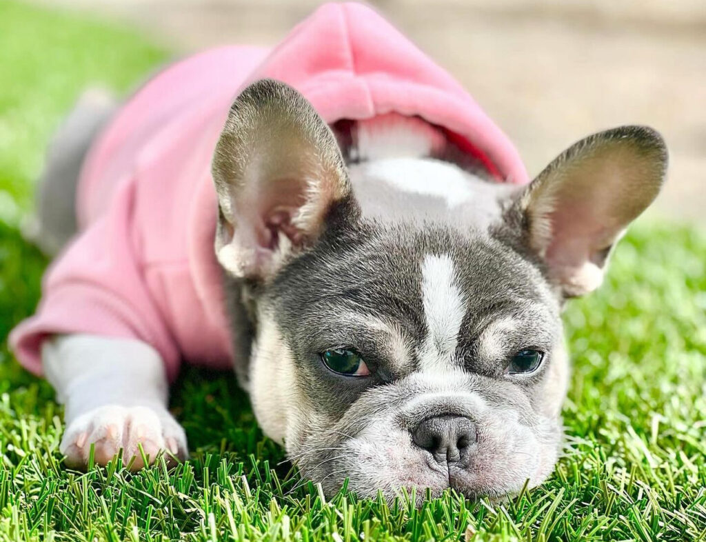 Can French bulldogs get pink eyes