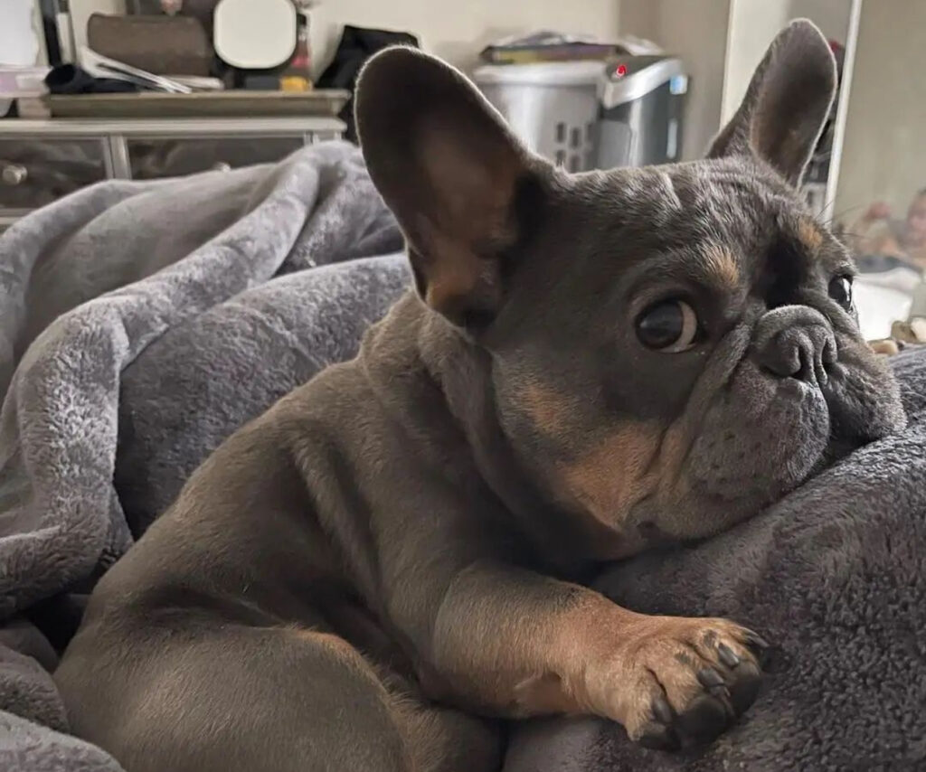 Can French Bulldogs Get Bloat
