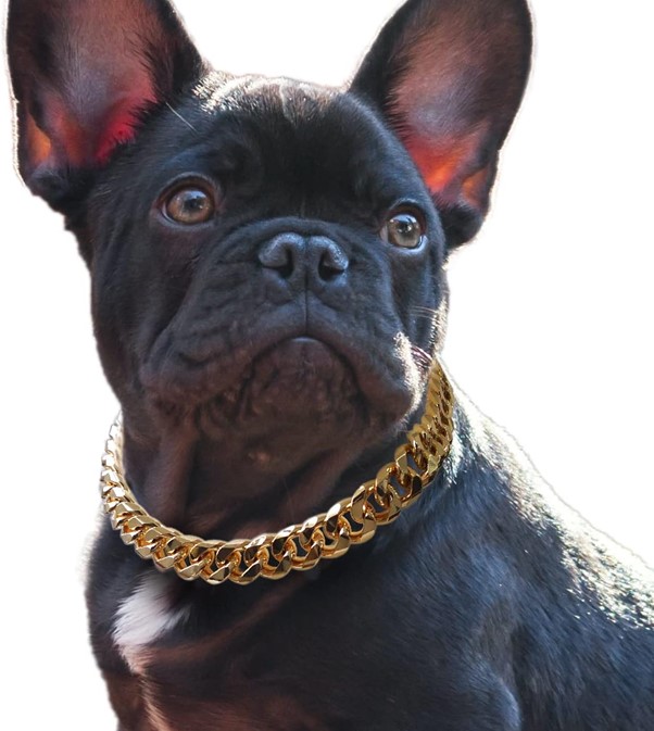 best collar for french bulldogs