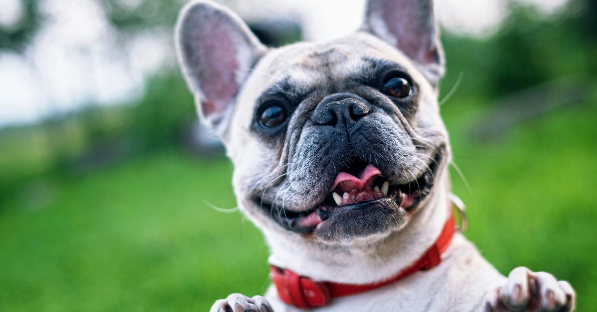 Best collars for french bulldogs