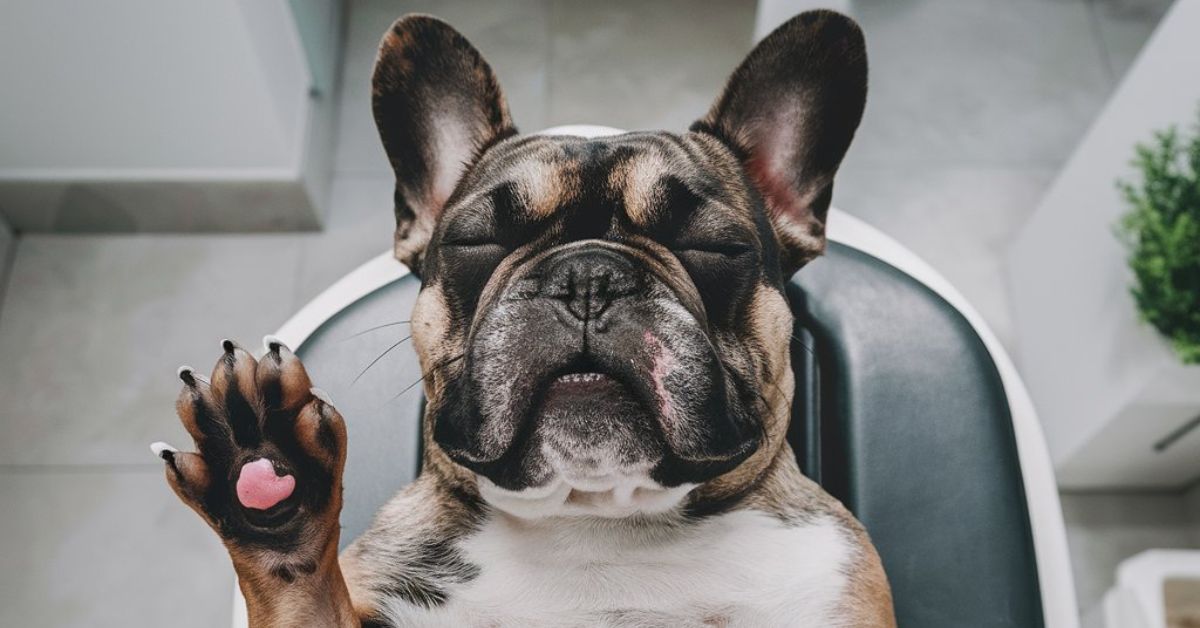 french bulldog enjoying spa day