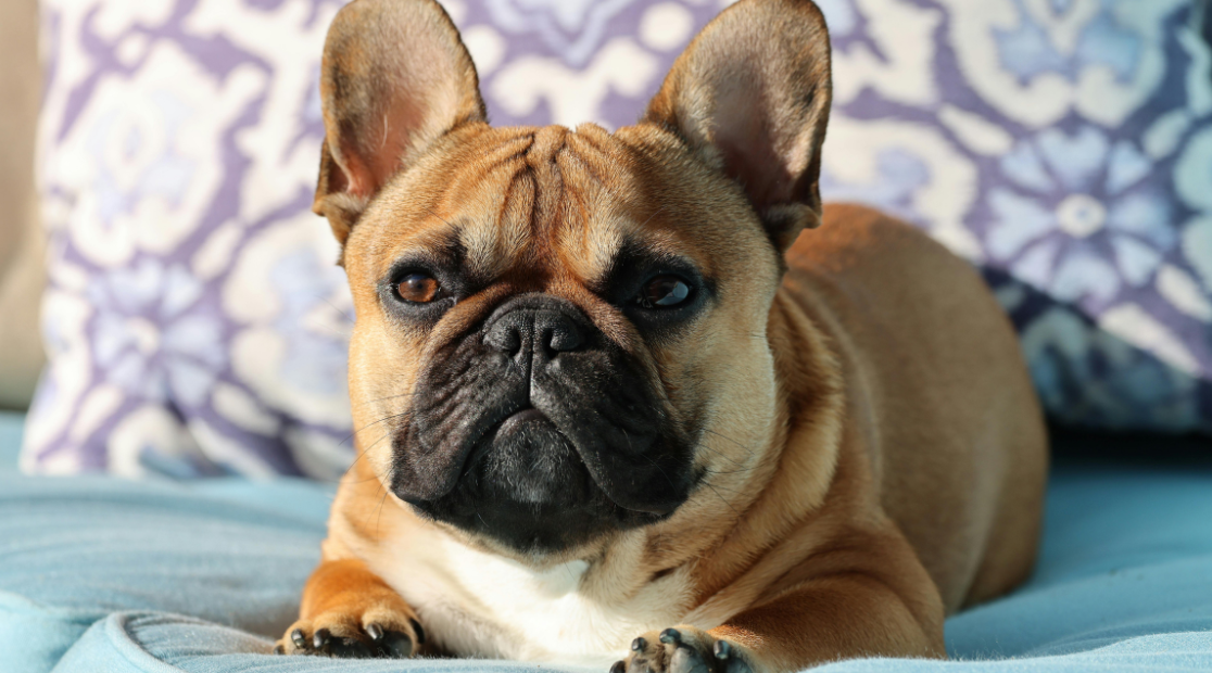 french bulldog on a bed