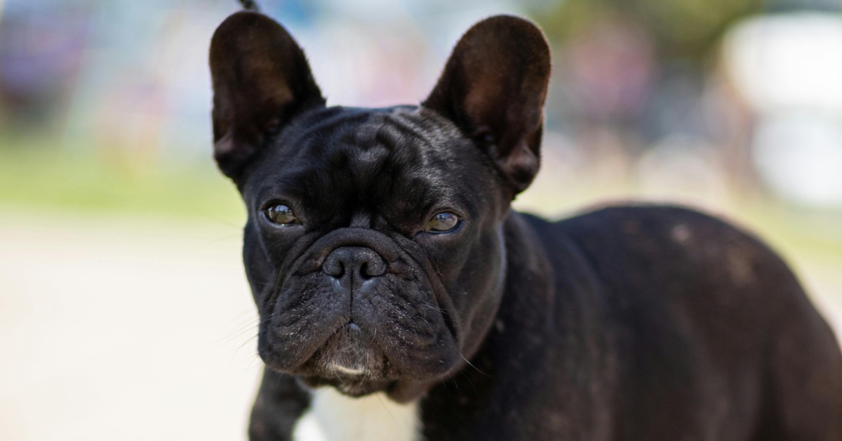 a black french bulldog