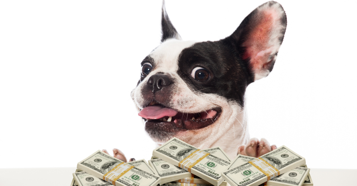 A french bulldog with a pile of cash in front of it.