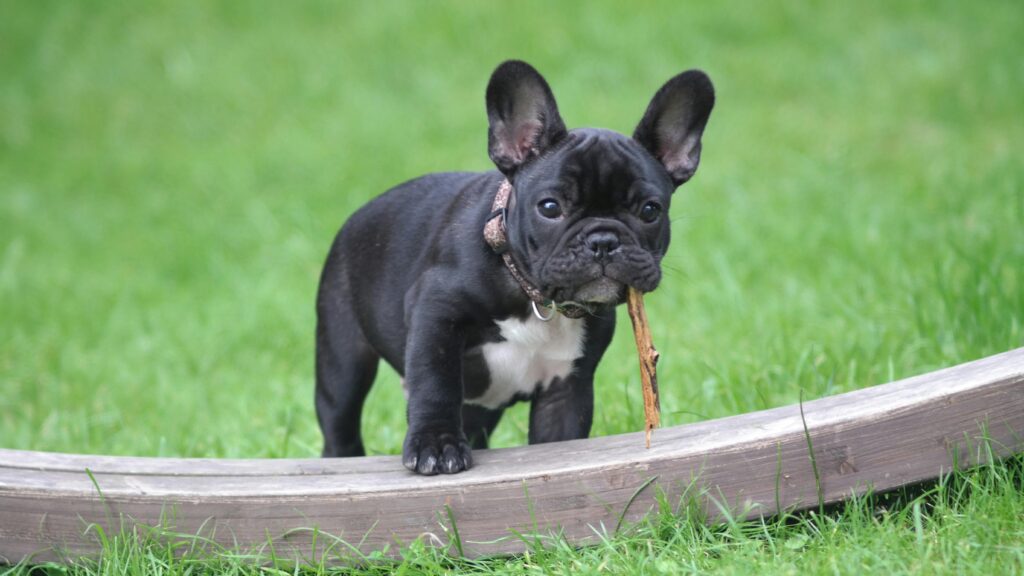 can french bulldogs eat carrots?